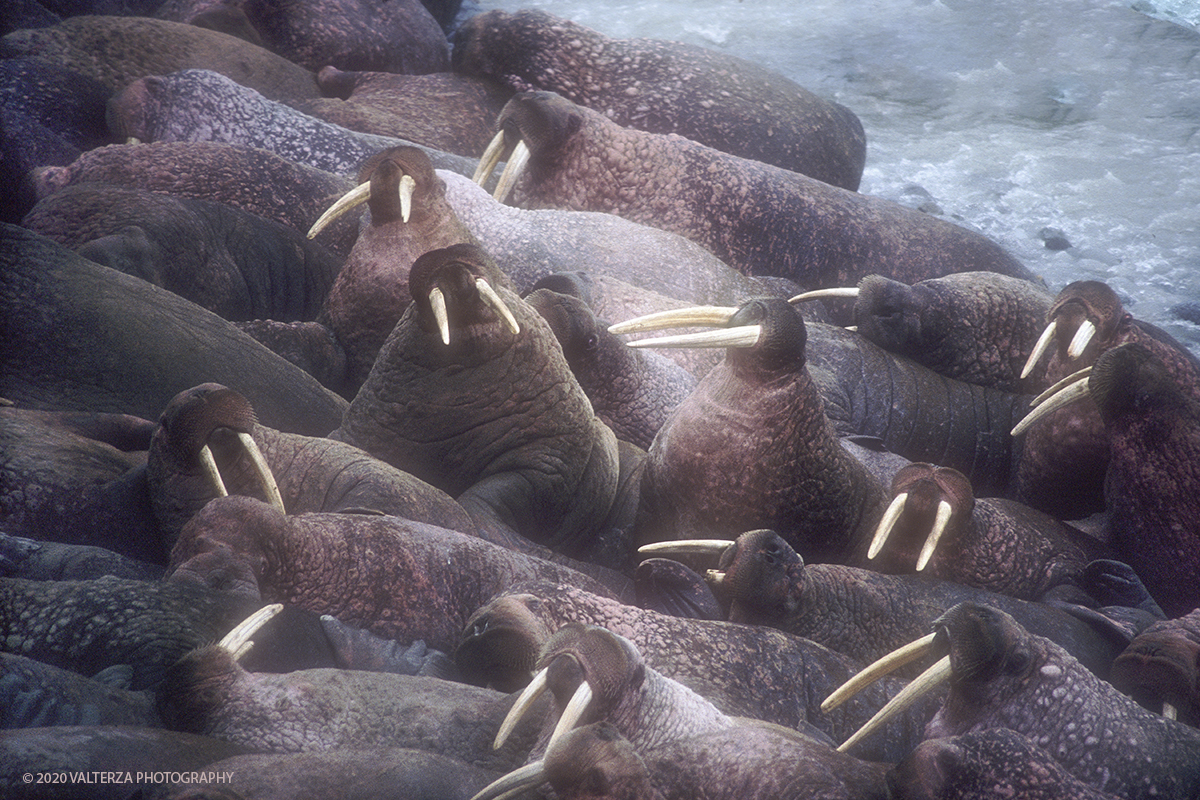 108 F SIBERIA.jpg - Luglio/Agosto 1992. Siberia, terra dei Chukchi. Nell'oceano artico  125 Km a nord-est della penisola dei Chukchi (Siberia) c'Ã¨ l'isola di Wrangel, essa ospita piÃ¹ del doppio di specie vegetali (417) di qualsiasi territorio artico a paritÃ  di superficie nonchÃ¨ 30 specie diverse di uccelli oltre ad orsi polari, foche e trichechi ; per questo motivo   Ã¨ stata proclamata patrimonio dell'umanitÃ  dall'UNESCO. Nella foto isola di Wrangell, colonia di trichechi , animali protetti, a Cape Blossom